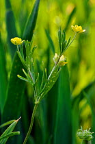 Corn Buttercup (Ranunculus arvensis) in flower in arable field. Outwood, Surrey, UK, May.