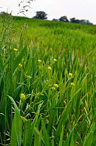 Corn Buttercup (Ranunculus arvensis) in flower in arable field. Outwood, Surrey, UK, May.