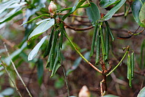 Rhododendron (Rhododendron sp.) leaves showing symptoms of Sudden Oak Death (Phytophthora kernoviae) a fungus-like pathogen.