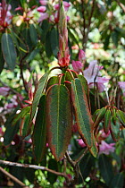 Rhododendron (Rhododendron sp.) flower spikes showing symptoms of Sudden Oak Death (Phytophthora kernoviae), a fungus-like pathogen.