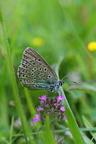 Large blue butterfly (Phengaris arion), a re-introduced species from Scandinavian stock, Green Down Somerset Wildlife Trust Reserve, England, UK, July 2012