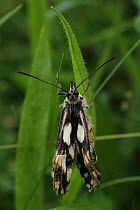 Marbled white butterfly (Melanargia galathea) drying wings after emerging from chrysalis, Green Down Somerset Wildlife Trust Reserve, England, UK, July 2012