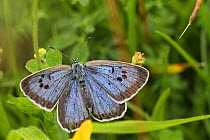 Large blue butterfly (Phengaris arion), a re-introduced species from Scandinavian stock, Green Down Somerset Wildlife Trust Reserve, England, UK, July 2012