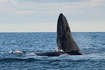 Humpback whale (Megaptera novaeangliae) breaching at surface, next to other whale, Cabos San Lucas, Baja, Mexico February