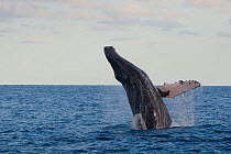 Humpback whale (Megaptera novaeangliae) breaching, Cabos San Lucas, Baja, Mexico, February sequence 1/3