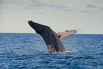 Humpback whale (Megaptera novaeangliae) breaching, Cabos San Lucas, Baja,  Mexico, February sequence 2/3