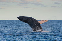 Humpback whale (Megaptera novaeangliae) breaching, Cabos San Lucas, Baja, Mexico, February sequence 3/3
