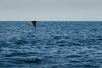 Munk's devil ray (Mobula munkiana) leaping from water, San Jose Del Cabo, Baja, Mexico
