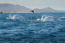 Munk's devil rays (Mobula munkiana) leaping from water, San Jose Del Cabo, Baja,  Mexico