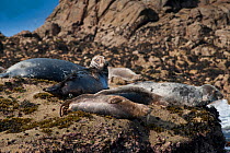 Grey seals (Halichoerus grypus) basking on rocks, Isles of Scilly, September