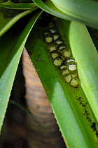 Fiji Tree Frog, Platymantis vitiensis, eggs laid in leaf of pandanus tree (Pandanus tectorius) Fiji.