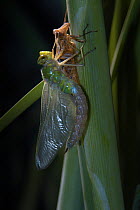 Emperor dragonfly (Anax imperator) drying wings after emerging from nymph skin, Avon, UK