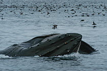 Humpback whales (Megaptera novaeangliae) and Short tailed shearwaters (Puffinus tenuirostris) mass feeding on krill in Aleutian Islands, off coast of Unalaska, Dutch Harbour, USA August