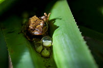 Fiji Tree Frog (Platymantis vitiensis) with eggs laid in leaf of pandanus tree (Pandanus tectorius) Fiji.