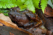 Fiji Ground Frogs (Platymantis vitianus) mating pair, Fiji