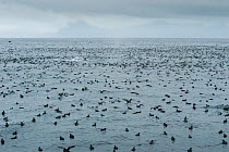 Short tailed Shearwaters (Puffinus tenuirostris) rafting and Humpback whales (Megaptera novaeangliae) mass feeding on krill in Aleutian Islands, off coast of Unalaska, Dutch Harbour, USA August