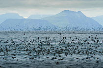 Short tailed Shearwaters (Puffinus tenuirostris) rafting and mass feeding on krill in Aleutian Islands, off coast of Unalaska, Dutch Harbour, USA August