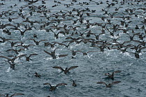 Short tailed Shearwaters (Puffinus tenuirostris) mass take off after feeding on krill in Aleutian Islands, off coast of Unalaska, Dutch Harbour, USA August