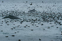 Short tailed Shearwaters (Puffinus tenuirostris) rafting and Humpback whales (Megaptera novaeangliae) mass feeding on krill in Aleutian Islands, off coast of Unalaska, Dutch Harbour, USA August