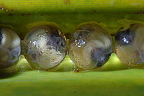 Fiji Tree Frog, (Platymantis vitiensis) eggs showing developing frogs inside, laid in leaf of pandanus tree (Pandanus tectorius) Fiji.