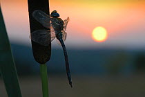 Emperor dragonfly (Anax imperator) resting on bullrush at sunrise, Avon, UK, June