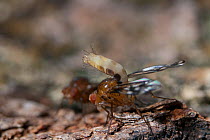 Hawiian Fruit fly (Drosophila Clavisetae) mating ritual, taken under controlled conditions
