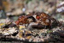 Hawiian Fruit fly (Drosophila Clavisetae) mating ritual, taken under controlled conditions