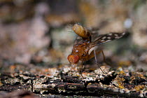 Hawiian Fruit fly (Drosophila Clavisetae) male mating display, taken under controlled conditions