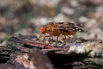 Hawiian Fruit fly (Drosophila Clavisetae) profile portrait, taken under controlled conditions