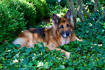 Senior German Shepherd dog (age 13) in yard vegetation;  Illinois, USA