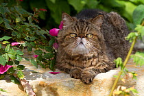 Male Exotic Shorthair cat, on rock slab by roses in garden;  Illinois, USA