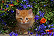 Kitten in flowers; Wheaton, Illinois, USA