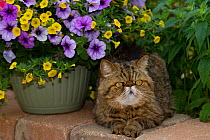 Exotic Shorthair cat, in garden;  Illinois, USA
