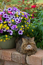 Exotic Shorthair cat, in garden; Illinois, USA