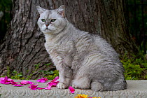 American Shorthair Cat;  Illinois, USA