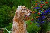 Female English Setter by in garden, Illinois, USA