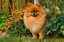 Pomeranian dog in garden setting, Illinois, USA
