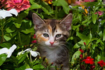 Kitten amongst flowers; Sarasota, Florida, USA