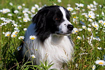 Male Border Collie sitting in early summer meadow; Marengo, Illinois, USA