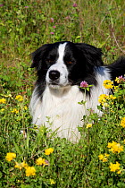 Male Border Collie in early summer meadow; Marengo, Illinois, USA