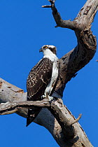 Osprey (Pandion haliaetus) perched in dead pine; , Florida, USA