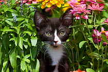 Black and white kitten amongst garden flowers; Sarasota, Florida, USA