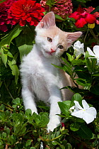 White Kitten amongst garden flowers; Sarasota, Florida, USA
