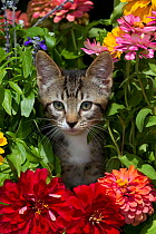 Tabby kitten amongst garden flowers Sarasota, Florida, USA