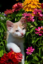 White Kitten amongst garden flowers; Florida, USA