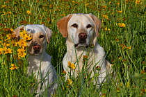 Two female golden Labrador Retriever amongst  prairie wildflowers; Illinois, USA
