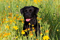 Female black Labrador Retriever amongst prairie wildflowers; Illinois, USA