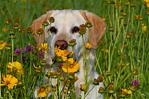 Female golden Labrador Retriever part hidden by prairie wildflowers; Illinois, USA