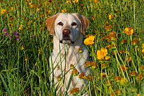Female golden Labrador Retriever in prairie wildflowers;  Illinois, USA