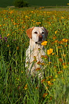 Female golden Labrador Retriever amongst prairie wildflowers; Geneva, Illinois, USA